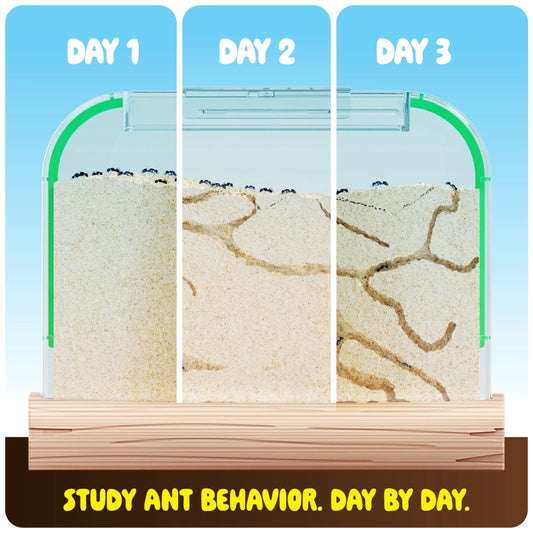 Ant Farm Kit