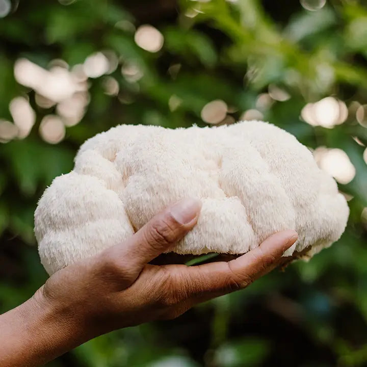Lion's Mane Mushroom Grow Kit