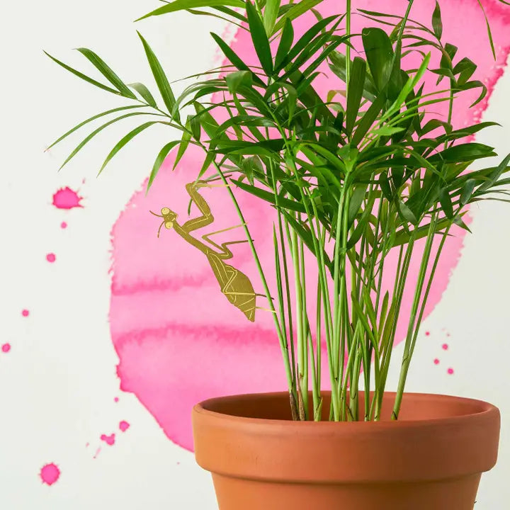 Praying Mantis Plant Animal