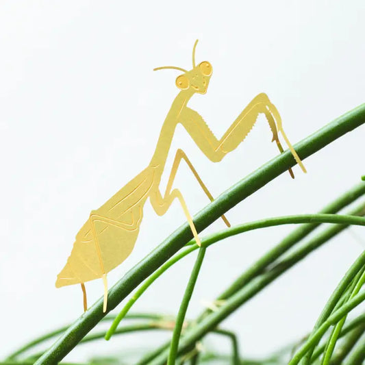 Praying Mantis Plant Animal