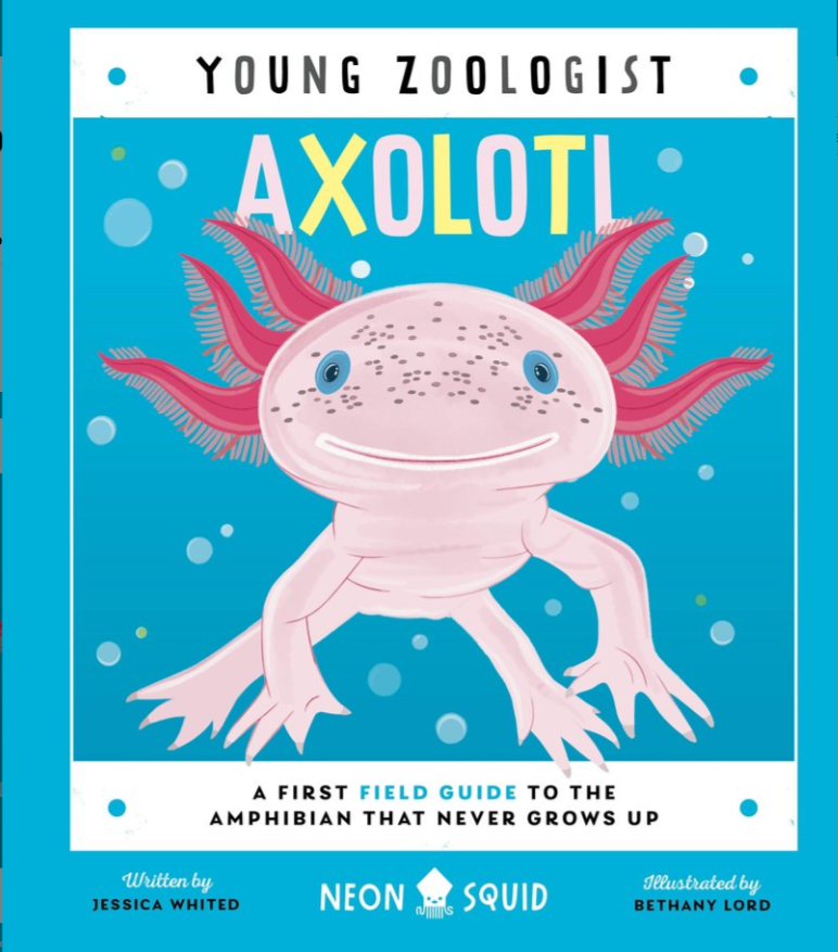 Young Zoologist Axolotl