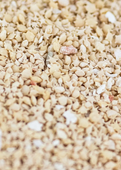 Japanese Star Sand