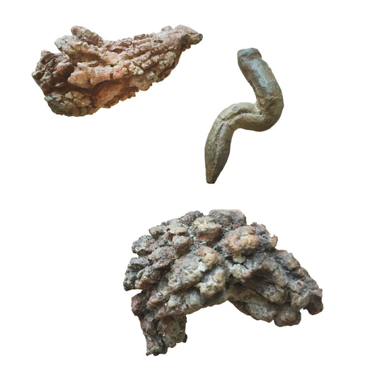 Coprolite Fossil
