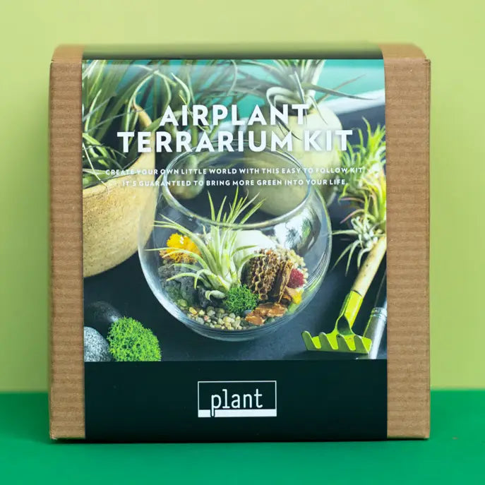 Airplant Terrarium: Globe