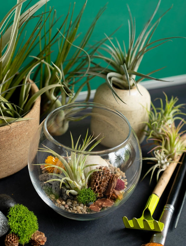 Airplant Terrarium: Globe