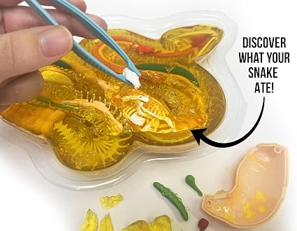 Dissect It Rattlesnake