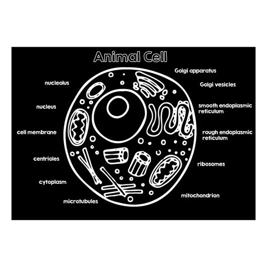 Animal Cell Chalk Placemat