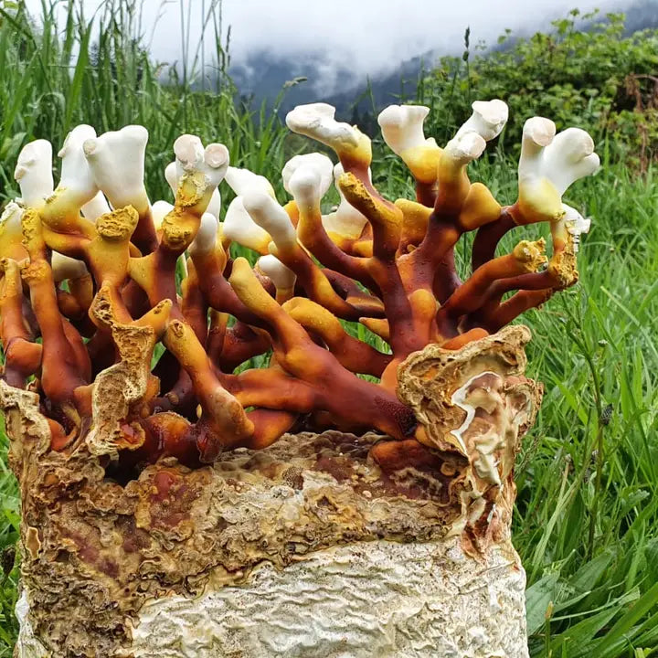 Antler Reishi Fungi Grow Kit