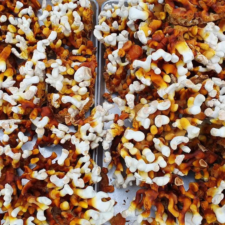 Antler Reishi Fungi Grow Kit