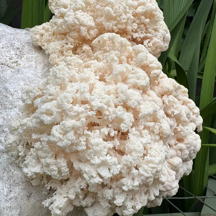 Bear's Tooth Mushroom Grow Kit