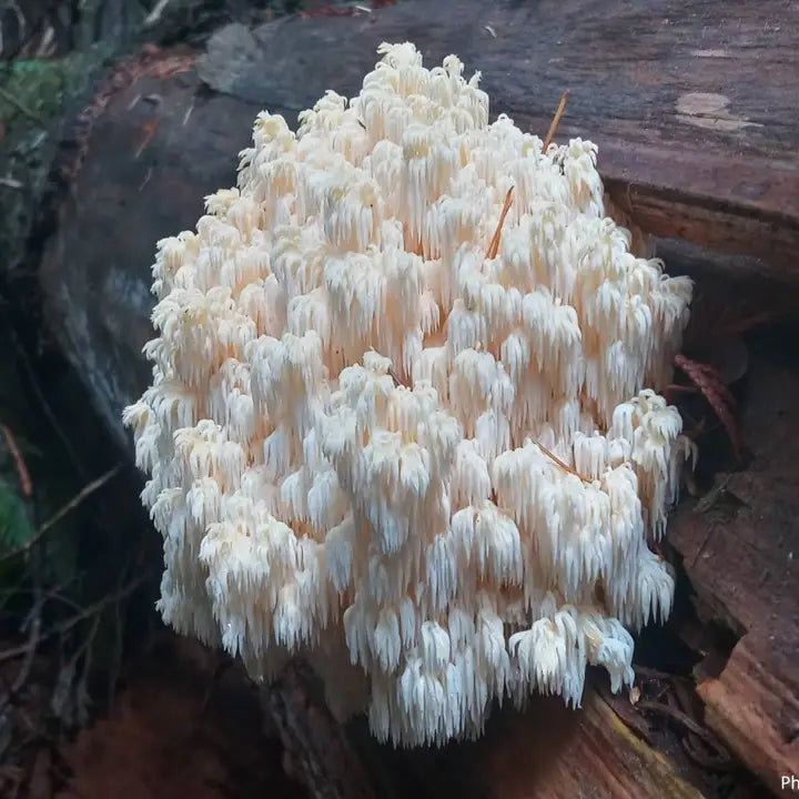 Bear's Tooth Mushroom Grow Kit
