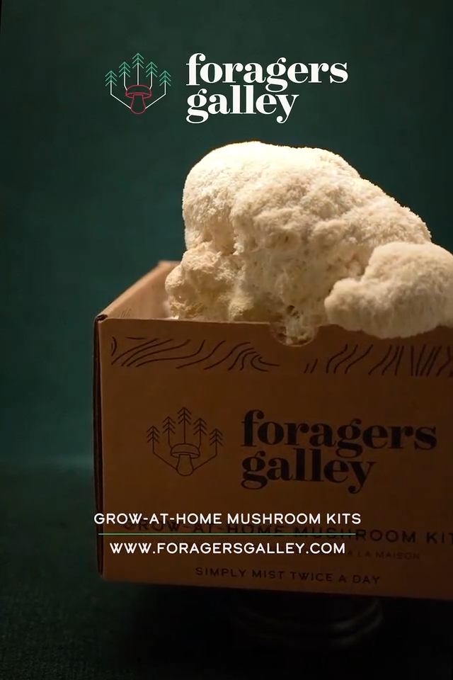 Bear's Tooth Mushroom Grow Kit