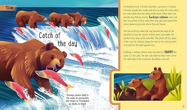 Day in the Life of Bears