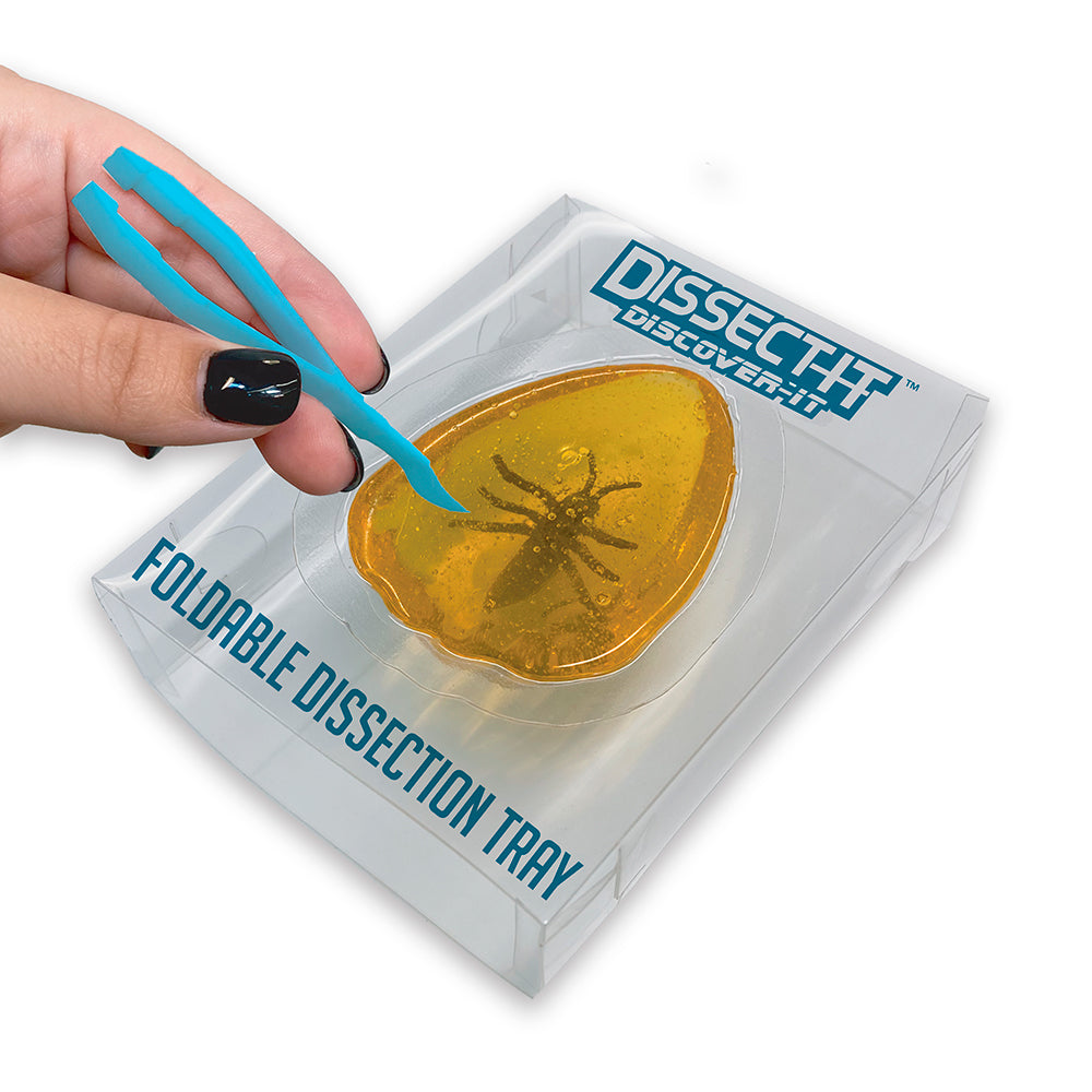 Dissect It Discover Asstorted