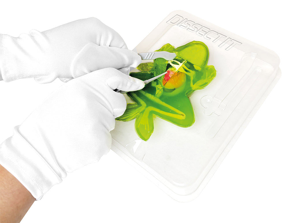 Dissect It Frog