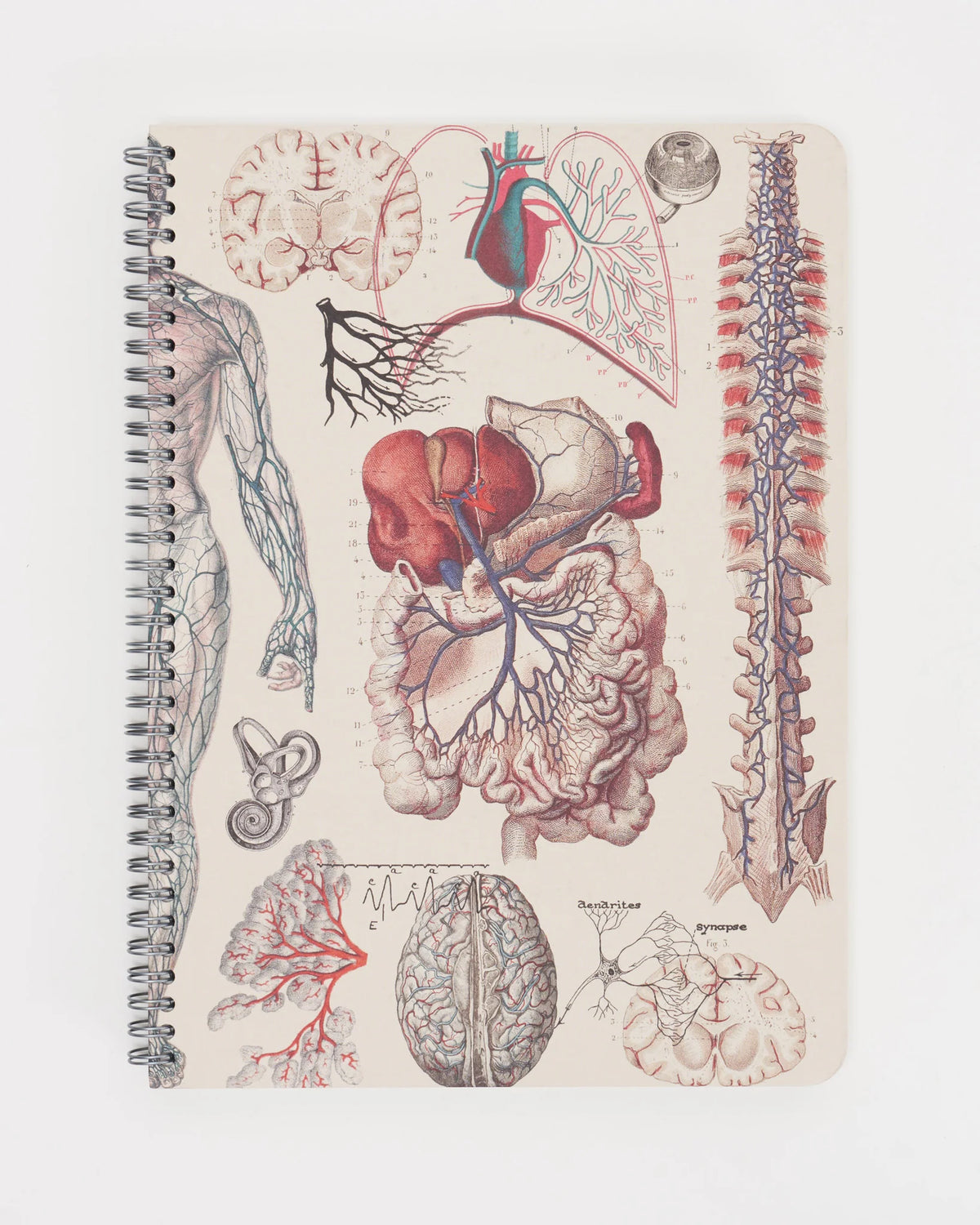 Human Tissue Notebook Human Anatomy Spiral Notebook – TELUS Spark Store