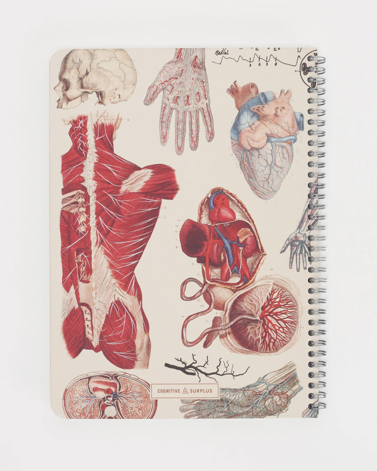 Human Tissue Notebook Human Anatomy Spiral Notebook – Spark Science Store YYC