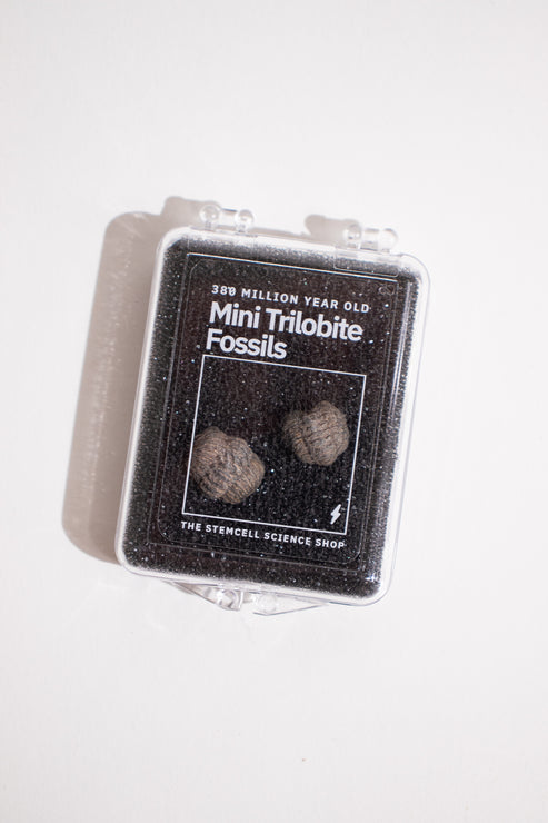 Mini Trilobites - Fossil