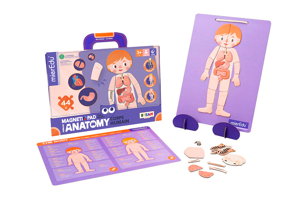 Magnetic Pad Human Anatomy