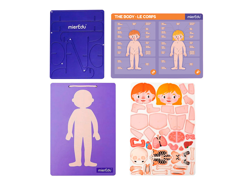 Magnetic Pad Human Anatomy