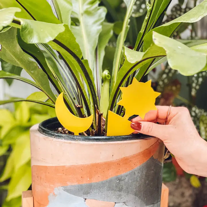 Plant Sticky Traps