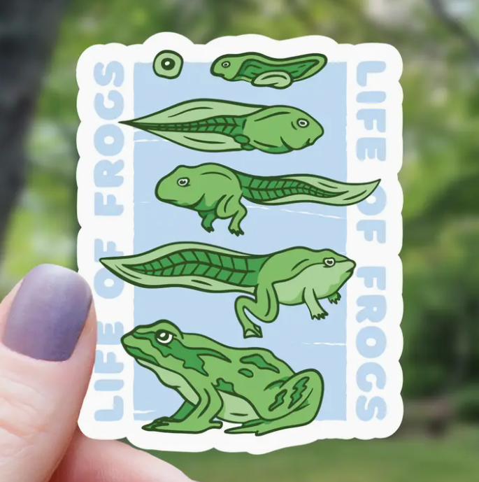 Frog Lifecycle Science Sticker