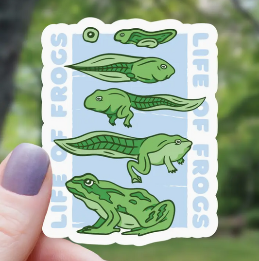 Frog Lifecycle Science Sticker