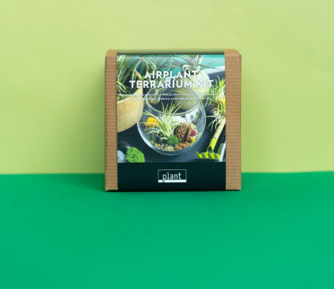 Airplant Terrarium Kit Jar