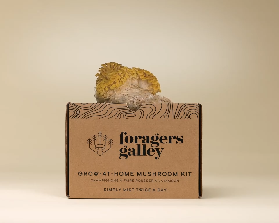 Snow Oyster Mushroom Grow Kit