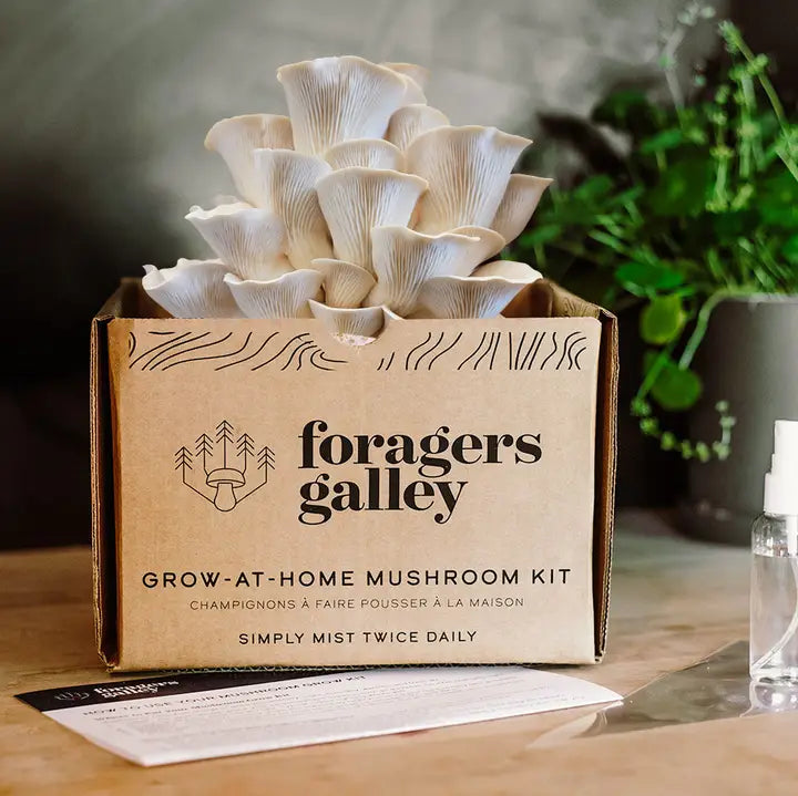 Snow Oyster Mushroom Grow Kit