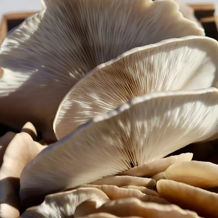 Snow Oyster Mushroom Grow Kit