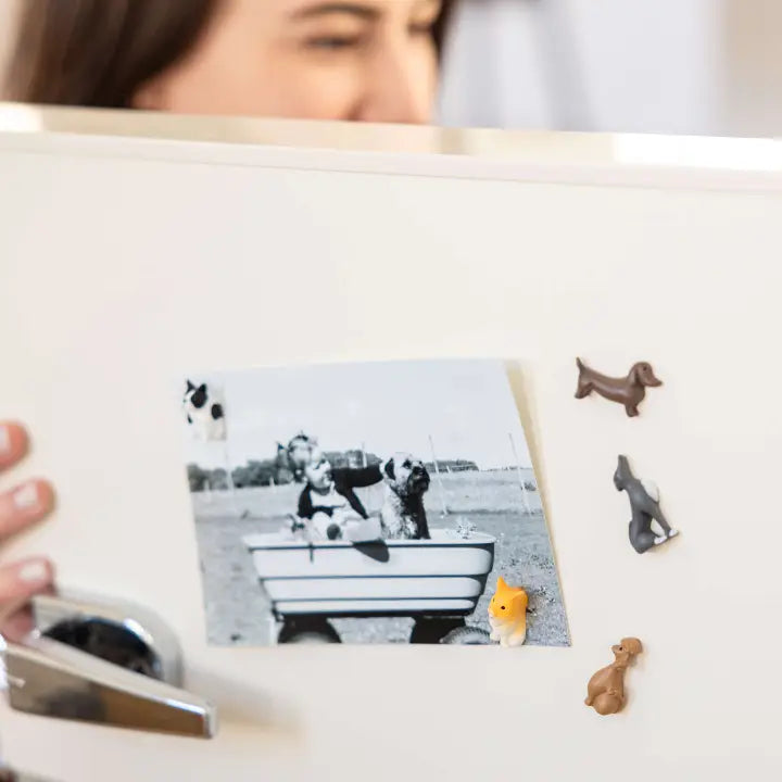 Colorful Dog Magnets