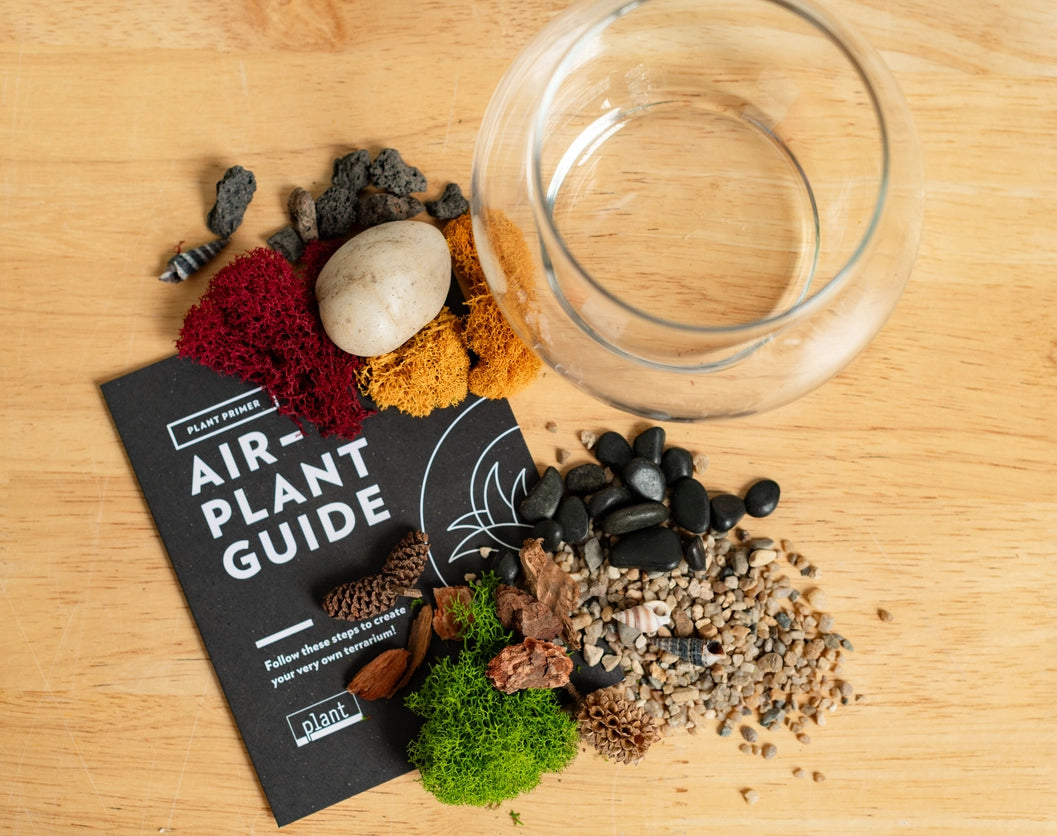 Airplant Terrarium: Globe