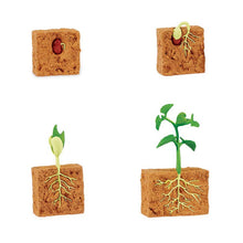 Load image into Gallery viewer, A side view shows a green bean seed in the soil, followed by the germination stage, where the seed sends roots into the warm, moist soil. The plant reaches for the sun, sprouting two leaves at first, and then begins to mature into a plant capable of producing beans.

