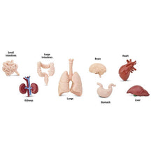 Load image into Gallery viewer, The human body is a marvel of evolution, and now you can learn all about its many different and specialized organs with this Human Organs Toob
