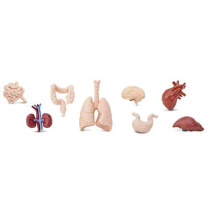 The human body is a marvel of evolution, and now you can learn all about its many different and specialized organs with this Human Organs Toob
