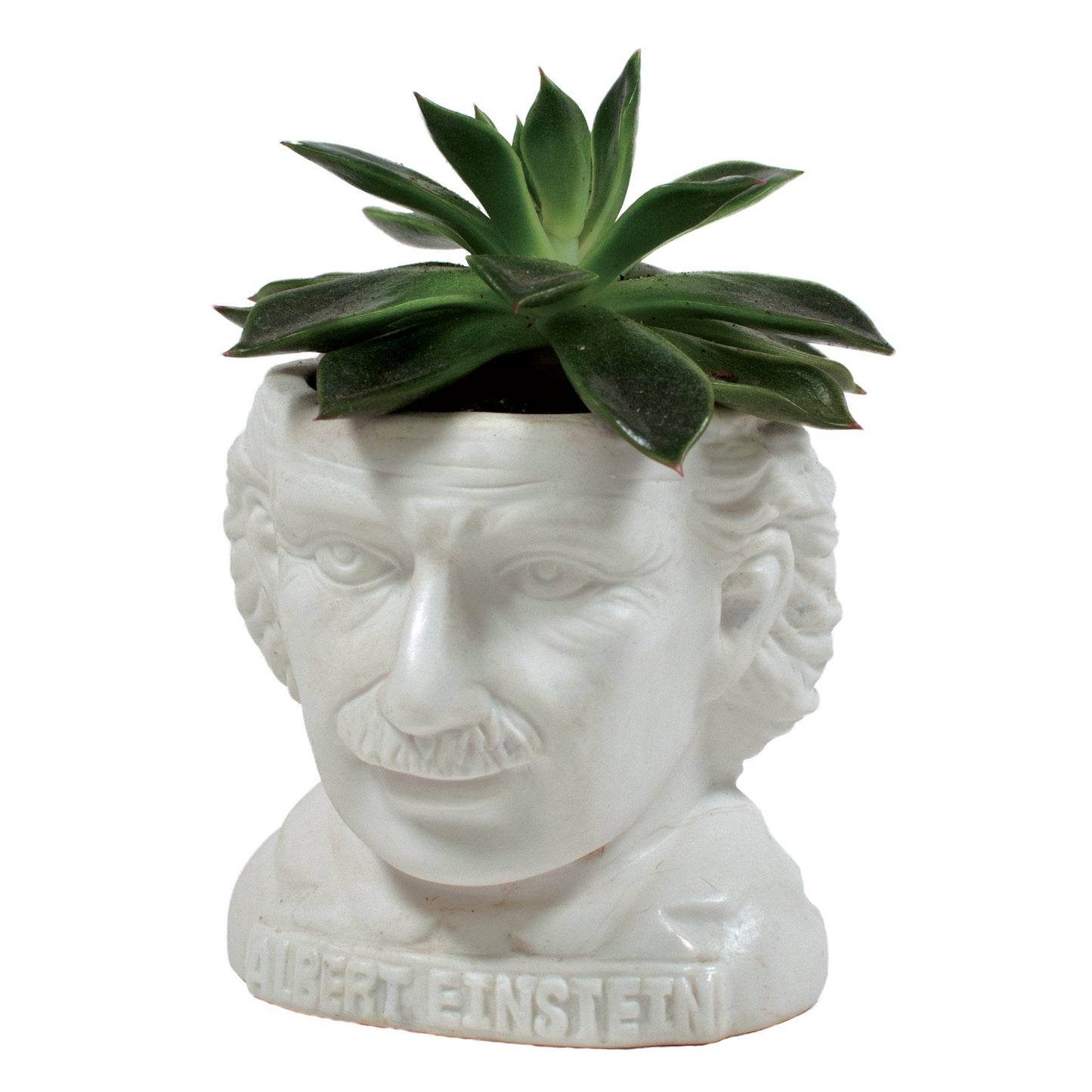 Albert einstein Unemployed philosopher's guild plant planter genius physicist e=mc2 professor crazy hair great mustache 