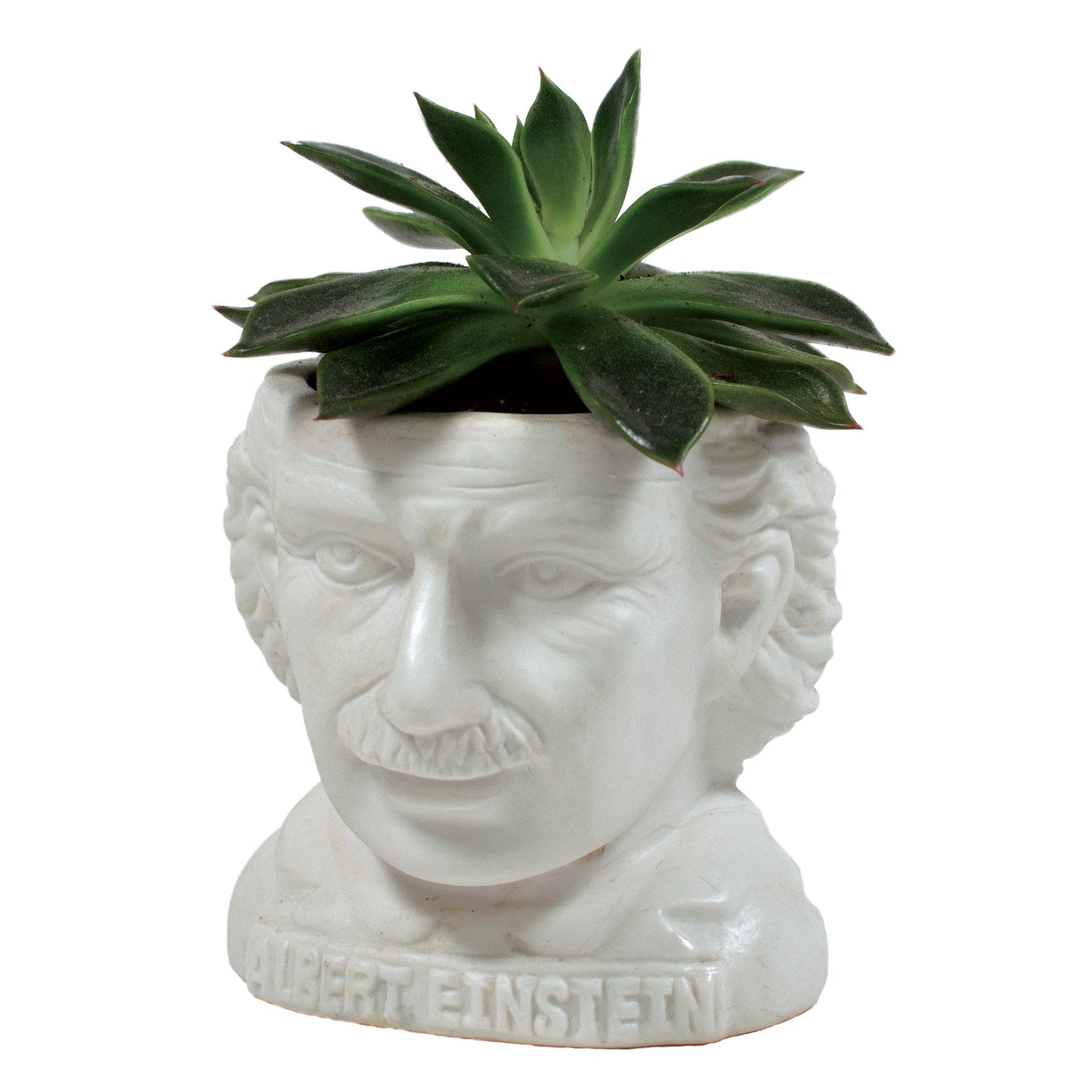 Albert einstein Unemployed philosopher's guild plant planter genius physicist e=mc2 professor crazy hair great mustache 