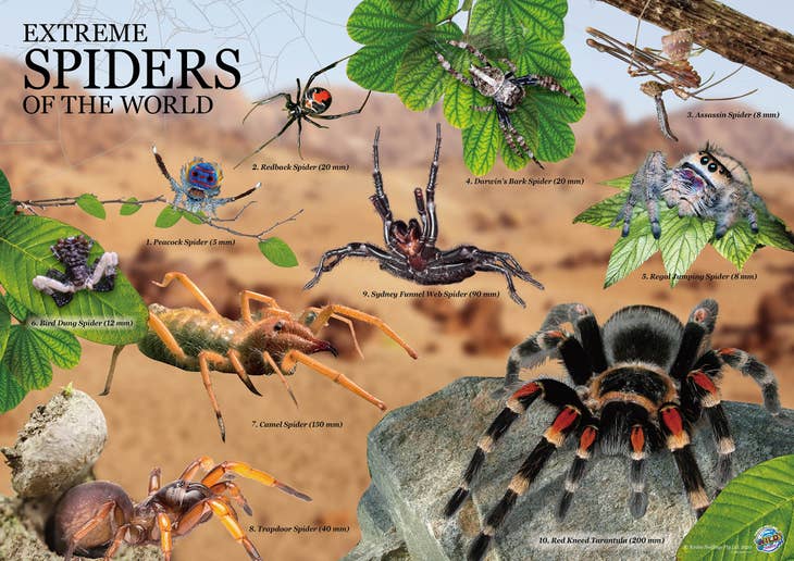 Extreme Spiders of the World