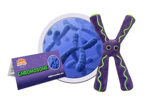 Chromosomes are threadlike structures inside of cells that store genetic information. They are composed of the material chromatin, which consists of DNA, RNA and proteins. Most human cells have two pairs of 23 chromosomes, one pair from your mother and the other from your father, for a total of 46 chromosomes.